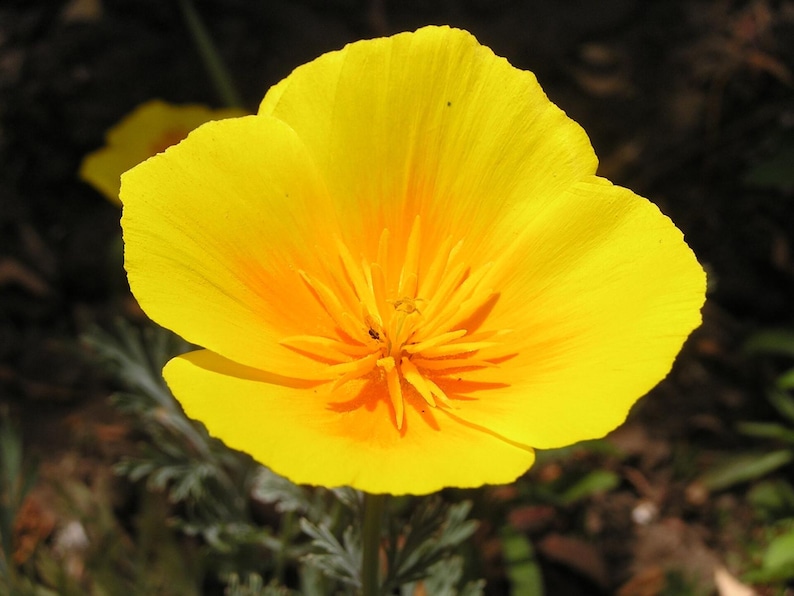 100+ Eschscholzia Mix Seeds, California Poppy, Eschscholzia Californica, Mixed Color Poppy Flowers, Easy Annual Garden Flowers image 5