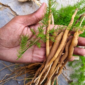 30-100 Shatavari Seeds, Asparagus Racemosus, Satavar, Wild Asparagus, Indian Asparagus, Herb Seeds image 4