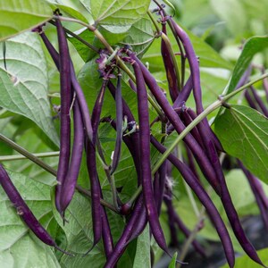 May include: A cluster of long, slender purple bean pods hanging from green stems among broad, light green leaves. The pods are smooth, cylindrical, and deep violet in colour, showing a natural growth pattern on the plant in a garden setting.