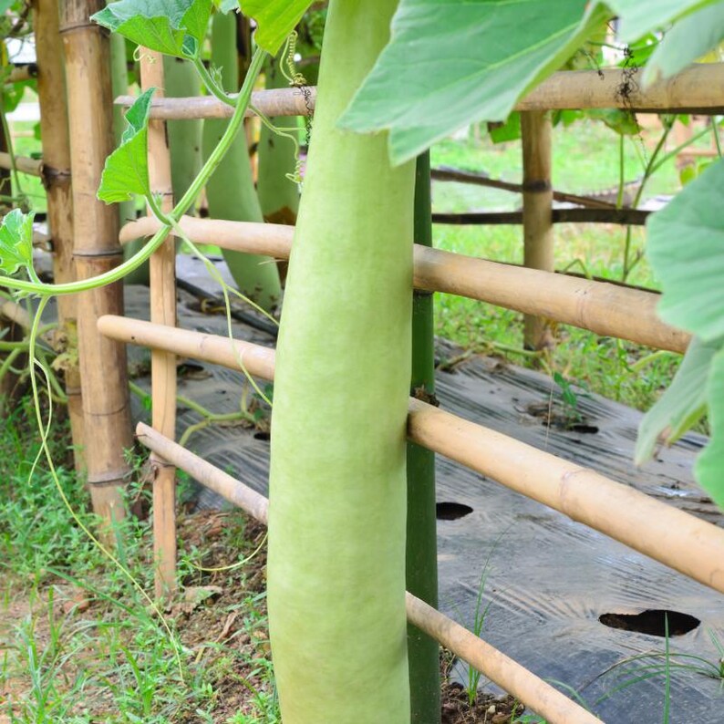 10+ Flaschenkürbis-Samen (Ramdev), Lagenaria siceraria, Kürbisse, Flaschenkürbisse und Melonen Bild 10