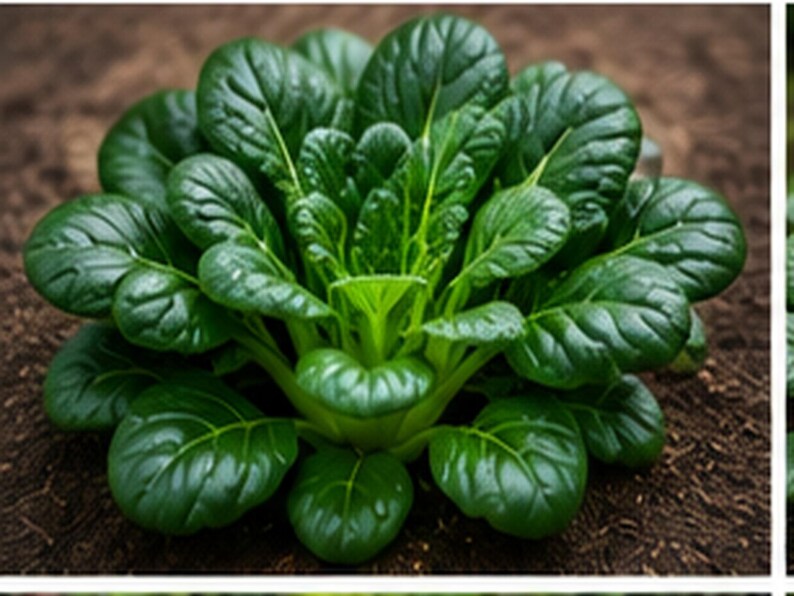 Puede incluir: Una planta de Tatsoi que presenta una roseta densa de hojas de color verde oscuro en forma de cuchara con venas de color verde claro prominentes. La planta tiene una estructura compacta y baja con follaje superpuesto que irradia desde un punto central.