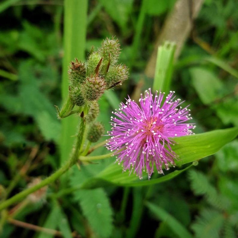 50-300 nasion roślin wrażliwych, Mimosa pudica, Touch Me Not zdjęcie 3