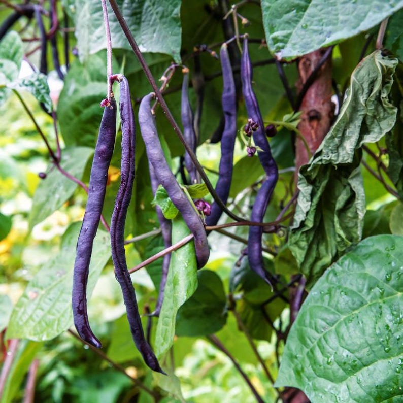 10-30 Purple Pod Bean Seeds, Phaseolus vulgaris, Fiery Violet Pods, Purple French Beans image 5