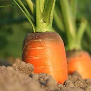 100+ morotsvitaminfrön, Daucus carota, apelsinrotgrönsak bild 3