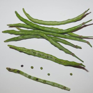 Meer dan 100 paarse koolrabizaden, Brassica oleracea, Duitse raap, Knol Khol afbeelding 4