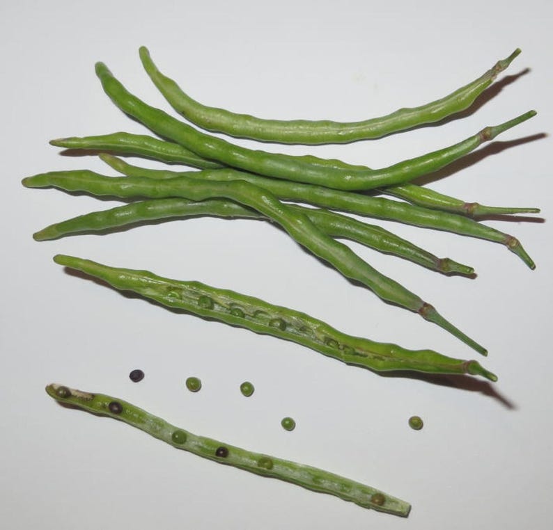 Meer dan 100 paarse koolrabizaden, Brassica oleracea, Duitse raap, Knol Khol afbeelding 4