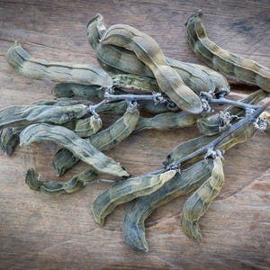 Puede incluir: Un racimo de vainas de semillas de mucuna pruriens secas y curvadas, unidas a un tallo le&ntilde;oso central. Las vainas tienen una superficie texturizada y ligeramente vellosa, dispuestas en una formaci&oacute;n densa y superpuesta de forma alargada.