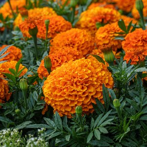 May include: A cluster of vibrant orange marigold flowers in full bloom, featuring densely packed, ruffled petals. The flowers are surrounded by dark green, pinnate foliage and several small, unopened green flower buds on thin stems.