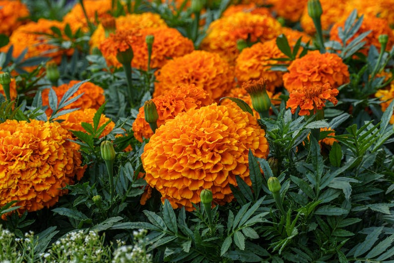 May include: A cluster of vibrant orange marigold flowers in full bloom, featuring densely packed, ruffled petals. The flowers are surrounded by dark green, pinnate foliage and several small, unopened green flower buds on thin stems.