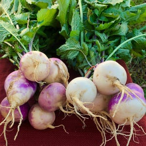 300+ Purple Top White Globe Turnip Seeds, Brassica rapa, White Root Vegetable image 11