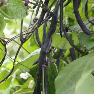 Pu&ograve; includere: Un grappolo di baccelli di fagioli lunghi, sottili e di colore viola scuro che pendono da viti verdi. La pianta presenta ampie foglie verde chiaro e piccoli fiori delicati viola e bianchi sparsi tra i baccelli in un giardino.