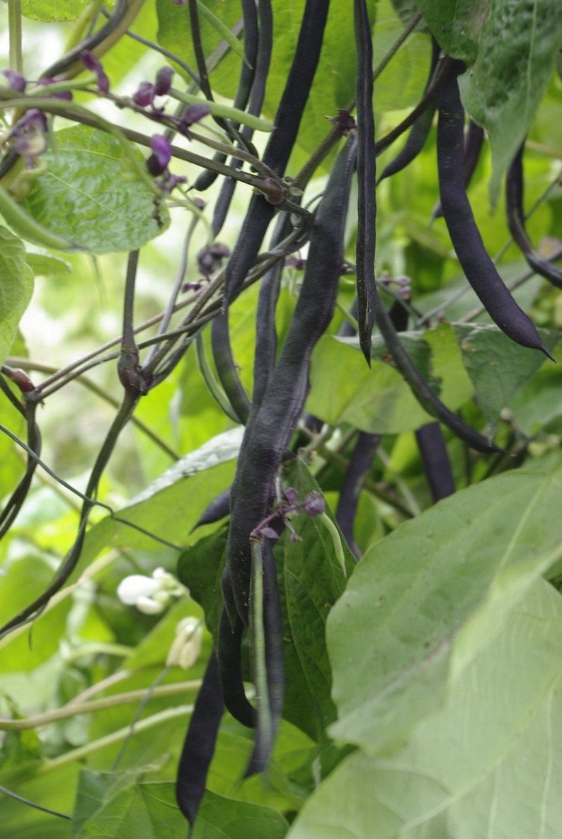 Pu&ograve; includere: Un grappolo di baccelli di fagioli lunghi, sottili e di colore viola scuro che pendono da viti verdi. La pianta presenta ampie foglie verde chiaro e piccoli fiori delicati viola e bianchi sparsi tra i baccelli in un giardino.