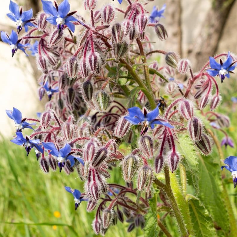 Más de 15 semillas de borraja, Borago officinalis, flor de estrella azul, hierba comestible. imagen 1