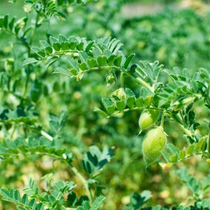 白ひよこ豆の種子、Cicer arietinum、Kabuli Chana Vegetable 25-100 画像 2