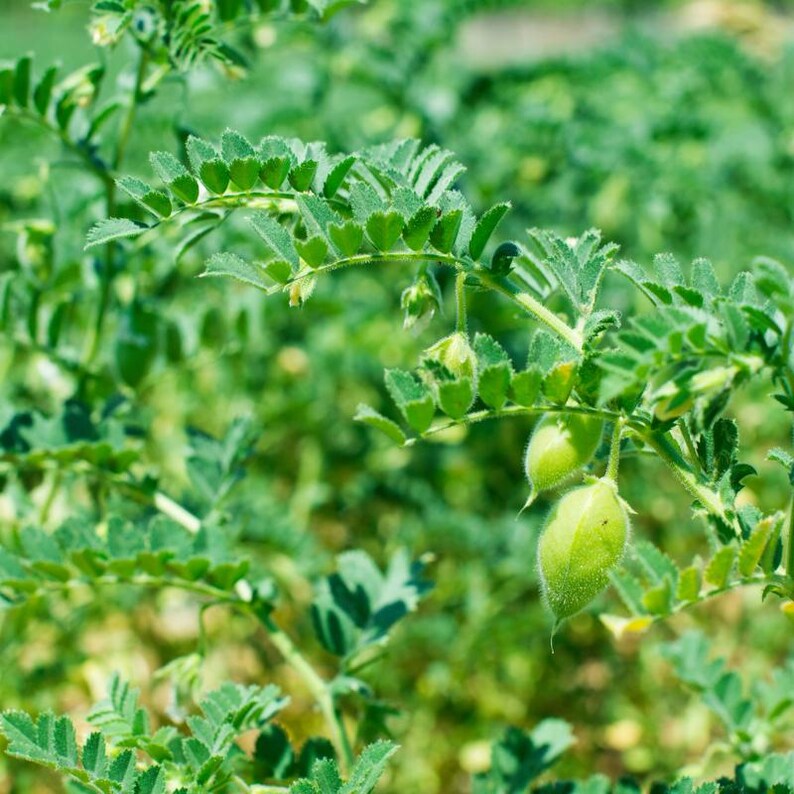 白ひよこ豆の種子、Cicer arietinum、Kabuli Chana Vegetable 25-100 画像 2