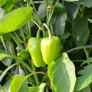 Puede incluir: Dos pimientos de color verde claro cuelgan de una planta con hojas anchas de color verde oscuro. Los pimientos tienen una piel lisa y brillante y est&aacute;n unidos a tallos finos y resistentes. Un pimiento verde peque&ntilde;o e inmaduro se ve a la izquierda.