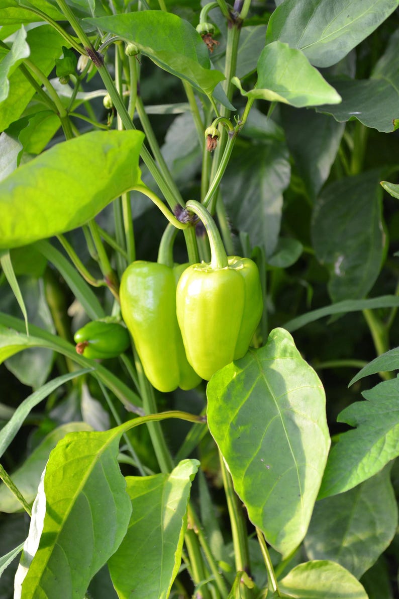 Puede incluir: Dos pimientos de color verde claro cuelgan de una planta con hojas anchas de color verde oscuro. Los pimientos tienen una piel lisa y brillante y est&aacute;n unidos a tallos finos y resistentes. Un pimiento verde peque&ntilde;o e inmaduro se ve a la izquierda.