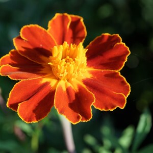 Peut inclure: Une fleur de souci pr&eacute;sentant des p&eacute;tales orange-rouge vibrants avec des bords jaunes distincts. Le centre de la fleur est compos&eacute; de p&eacute;tales jaunes denses et fronc&eacute;s, cr&eacute;ant un aspect superpos&eacute;. La fleur est captur&eacute;e avec pr&eacute;cision.