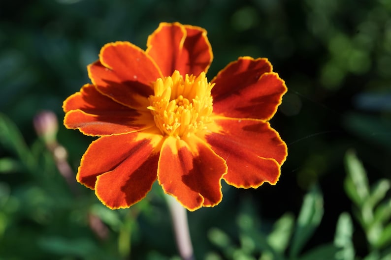 Peut inclure: Une fleur de souci pr&eacute;sentant des p&eacute;tales orange-rouge vibrants avec des bords jaunes distincts. Le centre de la fleur est compos&eacute; de p&eacute;tales jaunes denses et fronc&eacute;s, cr&eacute;ant un aspect superpos&eacute;. La fleur est captur&eacute;e avec pr&eacute;cision.