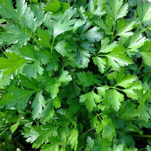 Pu&ograve; includere: Un denso cespuglio di prezzemolo a foglia piatta di un verde vibrante, caratterizzato da molteplici steli e foglie seghettate e appuntite. Il fogliame presenta varie tonalit&agrave; di verde, dallo smeraldo profondo al verde lime, con una superficie lucida.