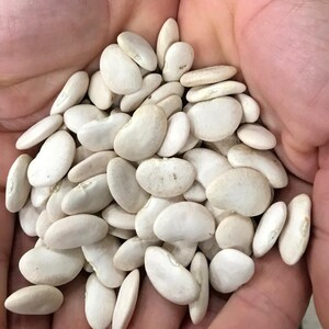以下が含まれることがあります： 乾燥した白いライマメの大きな一掴み。豆は楕円形で平らであり、滑らかでマットな質感のクリームがかったオフホワイト色をしています。それぞれの豆には、マメ科植物の特徴である小さな明確な窪みが片側に一つずつ見られます。