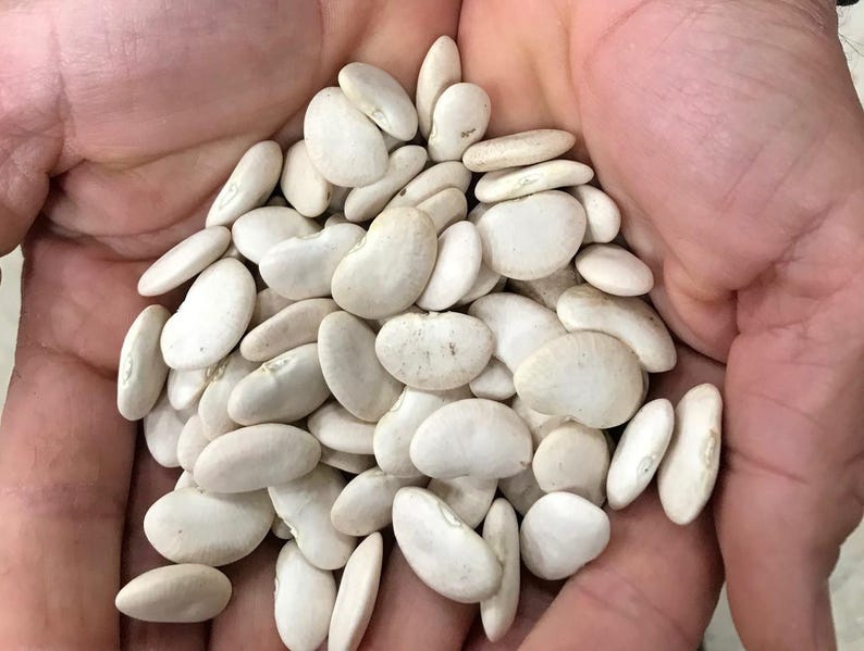 以下が含まれることがあります： 乾燥した白いライマメの大きな一掴み。豆は楕円形で平らであり、滑らかでマットな質感のクリームがかったオフホワイト色をしています。それぞれの豆には、マメ科植物の特徴である小さな明確な窪みが片側に一つずつ見られます。