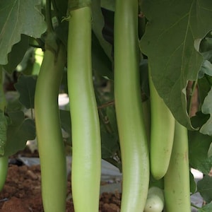 Puede incluir: Varias berenjenas largas, delgadas y de color verde claro cuelgan verticalmente de una planta frondosa. Las hortalizas de piel lisa tienen forma cil&iacute;ndrica y est&aacute;n unidas a tallos verdes, rodeadas de follaje verde oscuro en el jard&iacute;n.