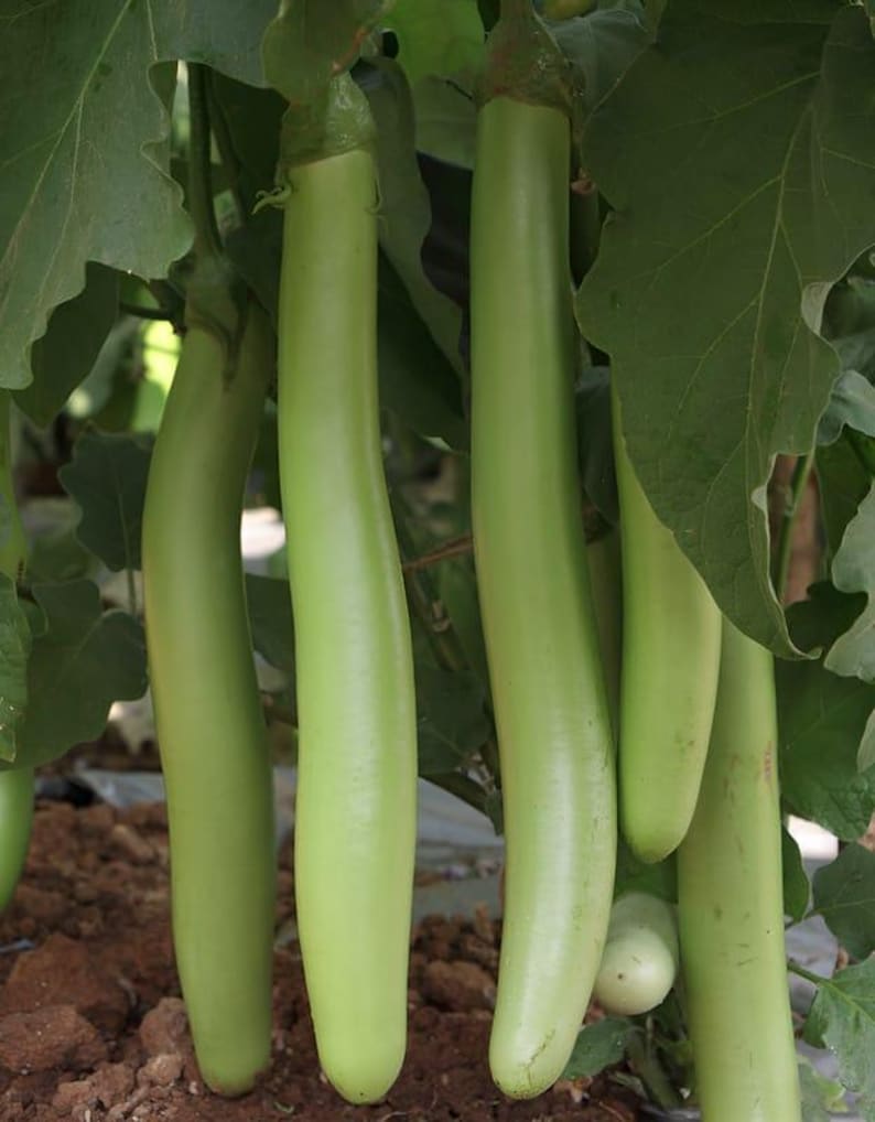 Puede incluir: Varias berenjenas largas, delgadas y de color verde claro cuelgan verticalmente de una planta frondosa. Las hortalizas de piel lisa tienen forma cil&iacute;ndrica y est&aacute;n unidas a tallos verdes, rodeadas de follaje verde oscuro en el jard&iacute;n.