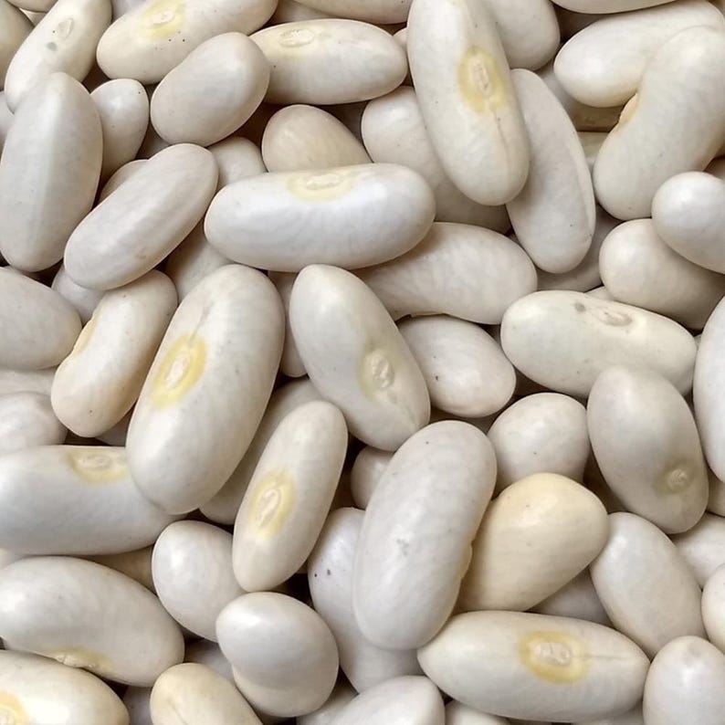 10-30 Himalaya Munsyari Rajma Samen, Phaseolus vulgaris, Weiße und gelbe Kidneybohnen Bild 3