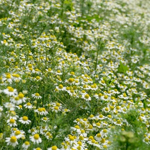 Puede incluir: Un campo denso de flores de manzanilla con peque&ntilde;os p&eacute;talos blancos que rodean centros de color amarillo brillante. Las plantas tienen tallos verdes delgados y follaje plumoso, creando una alfombra natural y texturizada de flores.
