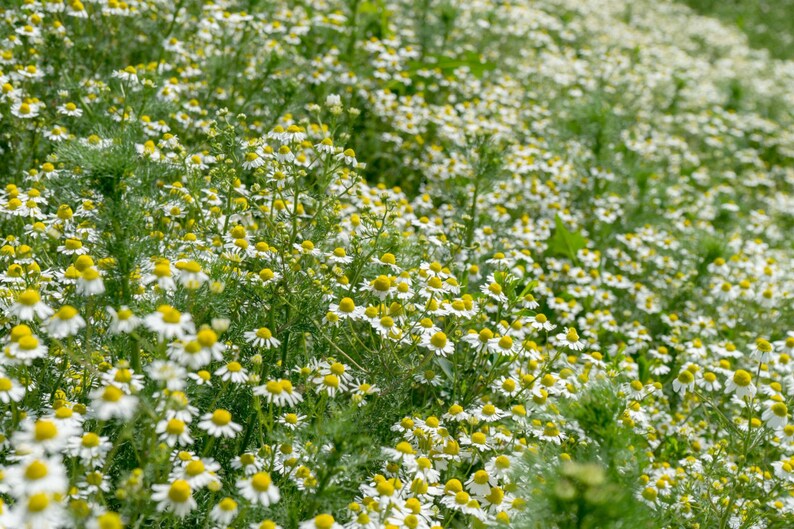 Puede incluir: Un campo denso de flores de manzanilla con peque&ntilde;os p&eacute;talos blancos que rodean centros de color amarillo brillante. Las plantas tienen tallos verdes delgados y follaje plumoso, creando una alfombra natural y texturizada de flores.