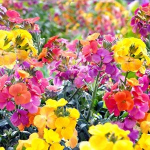 May include: A dense cluster of wallflowers featuring vibrant four-petaled blossoms in shades of bright yellow, deep orange, magenta, and soft pink. The flowers grow on upright green stems with narrow, lance-shaped leaves visible at the base.