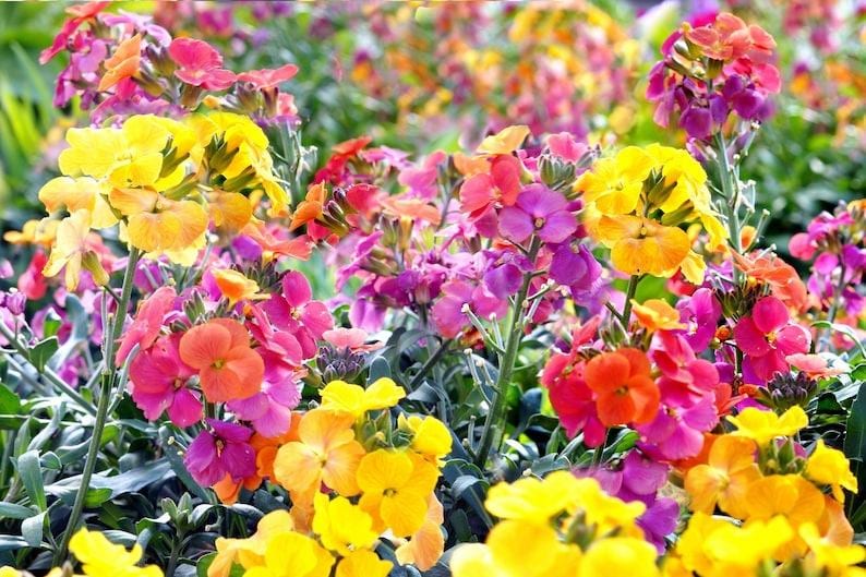May include: A dense cluster of wallflowers featuring vibrant four-petaled blossoms in shades of bright yellow, deep orange, magenta, and soft pink. The flowers grow on upright green stems with narrow, lance-shaped leaves visible at the base.