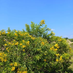 May include: A large, sprawling shrub covered in vibrant yellow flowers and dense green foliage. The plant features numerous small, bright yellow blossoms clustered throughout its branches, set against a clear, bright blue sky background.