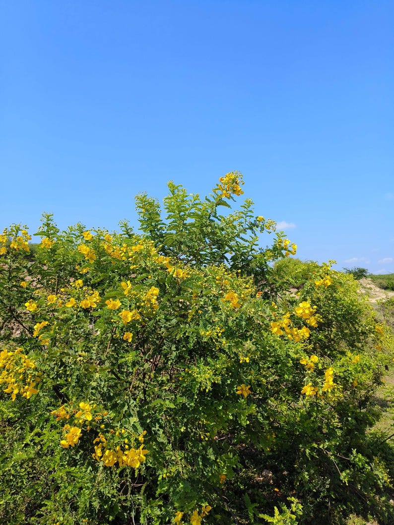 May include: A large, sprawling shrub covered in vibrant yellow flowers and dense green foliage. The plant features numerous small, bright yellow blossoms clustered throughout its branches, set against a clear, bright blue sky background.