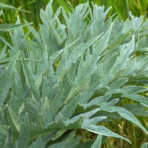 30+ Samen der Grünen Artischocke (Cynara scolymus, Grüne Artischocke, Grüne Knospen) Bild 7