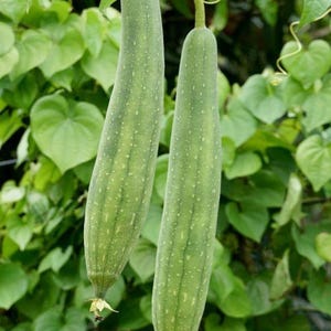 Op de afbeelding: Twee lange, cilindrische luffa-vruchten hangen verticaal aan een rank. De vruchten hebben een lichtgroene, gespikkelde schil met subtiele verticale ribbels en kleine, gedroogde gele bloemresten aan de puntige onderkant.