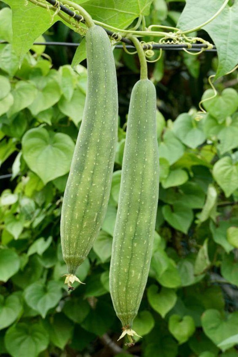 Op de afbeelding: Twee lange, cilindrische luffa-vruchten hangen verticaal aan een rank. De vruchten hebben een lichtgroene, gespikkelde schil met subtiele verticale ribbels en kleine, gedroogde gele bloemresten aan de puntige onderkant.