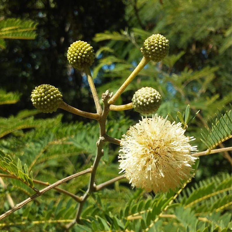25-50 semi di Leucaena, Leucaena Leucocephala, Albero di piombo bianco, Subabul, Tamarindo selvatico, Semi di albero tropicale azotofissatore immagine 8