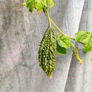 15+ Bitter gourd Jaunpuri Seeds, Cucurbita, Pumpkins, gourds and melons image 3