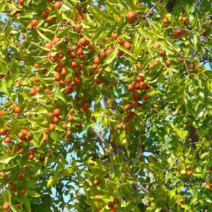 K&ouml;nnte beinhalten: Ein Jujubenbaum, behangen mit zahlreichen kleinen, runden, rotbraunen Fr&uuml;chten, die an d&uuml;nnen, holzigen Zweigen zwischen leuchtend gr&uuml;nen, ovalen Bl&auml;ttern h&auml;ngen. Das dichte Laub und die Fruchtst&auml;nde werden von hellem Sonnenlicht beleuchtet.