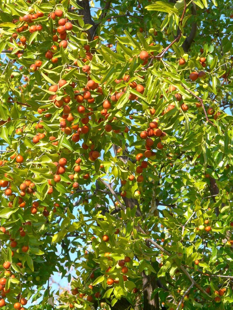 K&ouml;nnte beinhalten: Ein Jujubenbaum, behangen mit zahlreichen kleinen, runden, rotbraunen Fr&uuml;chten, die an d&uuml;nnen, holzigen Zweigen zwischen leuchtend gr&uuml;nen, ovalen Bl&auml;ttern h&auml;ngen. Das dichte Laub und die Fruchtst&auml;nde werden von hellem Sonnenlicht beleuchtet.