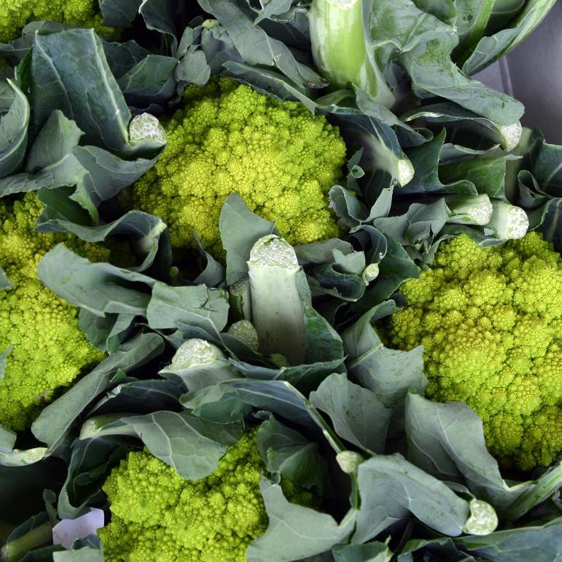 Más de 100 semillas de coliflor romanesco, Brassica oleracea, coliflor romanesco, cabezas espirales de color verde lima. imagen 9