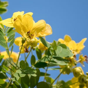 20-70 Kassodboomzaden, Senna siamea, Gele Cassia, Schaduwboom afbeelding 7