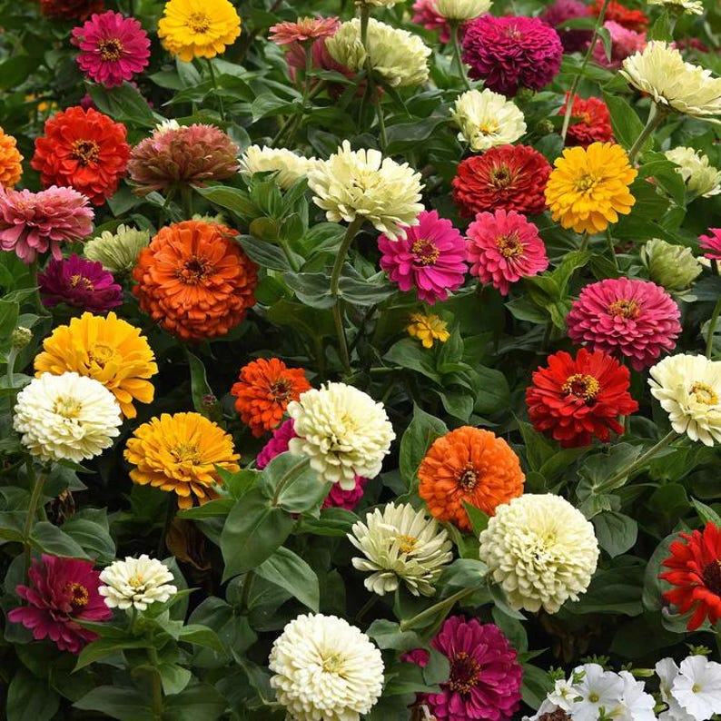 Pode incluir: Uma cole&ccedil;&atilde;o vibrante de flores de z&iacute;nia em v&aacute;rias cores, incluindo vermelho, laranja, amarelo, rosa e branco. As flores apresentam p&eacute;talas densas e multicamadas dispostas em formas arredondadas, rodeadas por folhas e caules verdes.