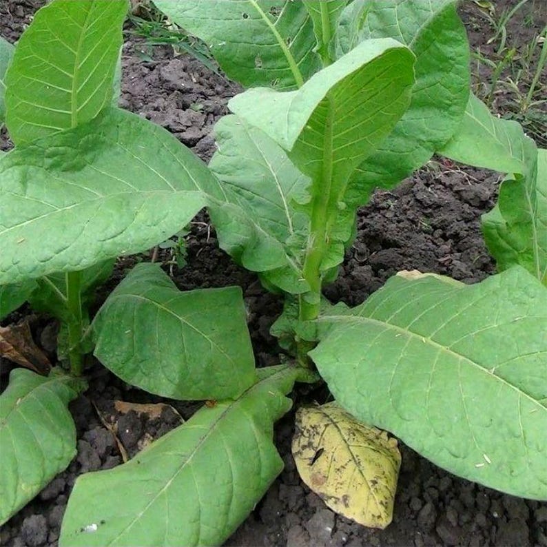 Peut inclure: Un plant de tabac avec de grandes feuilles larges d'un vert &eacute;clatant poussant &agrave; partir d'une tige centrale. Le feuillage pr&eacute;sente des nervures saillantes et des textures lisses, avec une feuille inf&eacute;rieure montrant une d&eacute;coloration jaune.