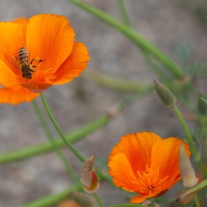 100+ Eschscholzia Mix Seeds, California Poppy, Eschscholzia Californica, Mixed Color Poppy Flowers, Easy Annual Garden Flowers image 7