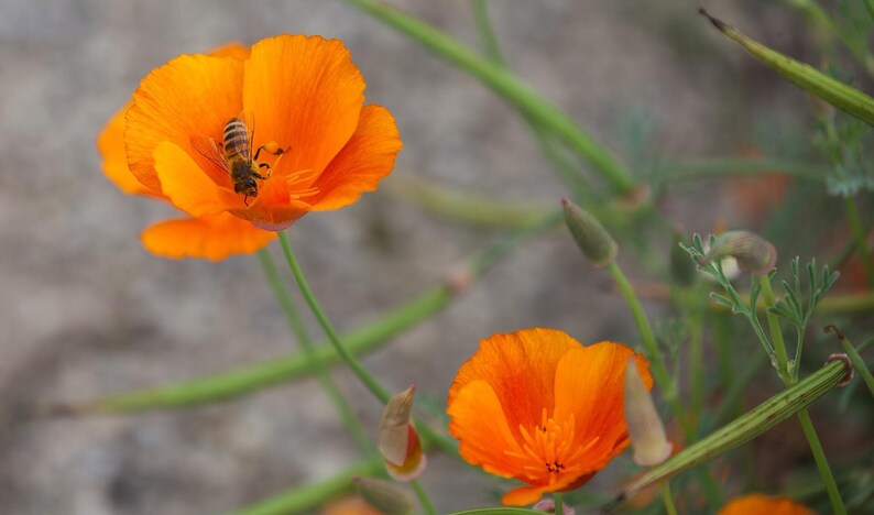 100+ Eschscholzia Mix Seeds, California Poppy, Eschscholzia Californica, Mixed Color Poppy Flowers, Easy Annual Garden Flowers image 7