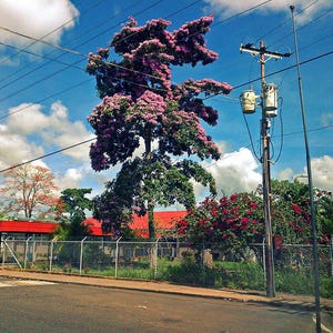 30 à 60 graines de Tabebuia rosea (arbre à trompettes roses), graines d'arbre à trompettes roses image 5