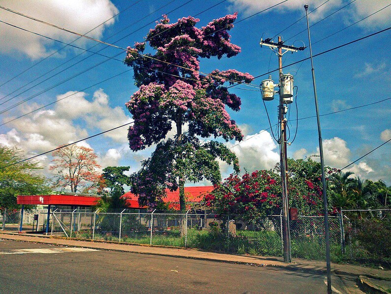 30 à 60 graines de Tabebuia rosea (arbre à trompettes roses), graines d'arbre à trompettes roses image 5